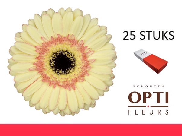 <h4>GE GR CARTIZZE-Doosx25</h4>