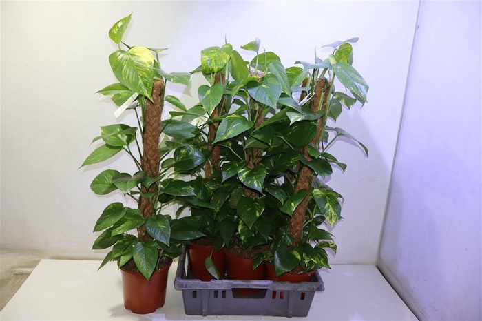 <h4>arr8 Epipr Mosstok</h4>