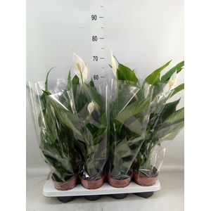 Spathiphyllum  'Sweet Chico'