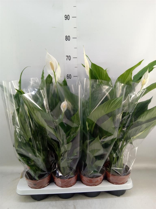 <h4>Spathiphyllum  'Sweet Chico'</h4>