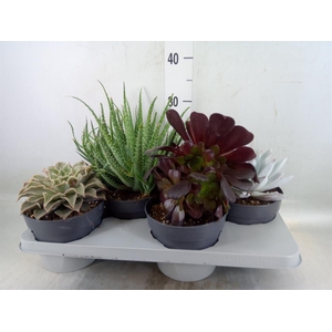 Succulents   ...