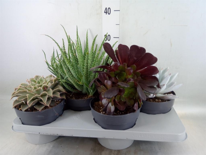 <h4>Succulents   ...</h4>