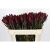 Leucadendron Saf Sunset Dark R.
