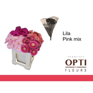 Germini Mix Lila - Pink Water/Hoes x80