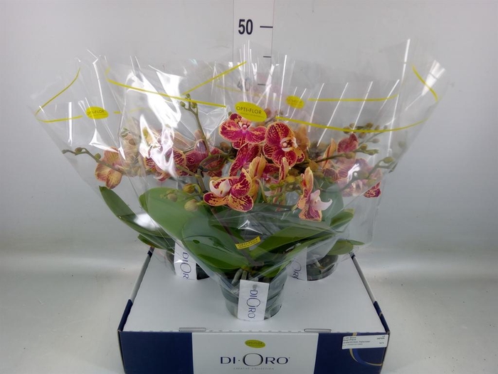 <h4>Phalaenopsis   ...</h4>