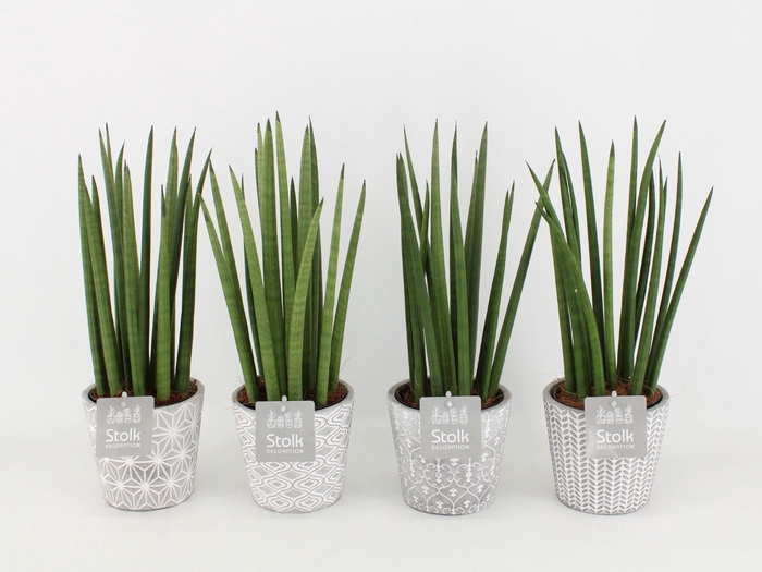<h4>Sansevieria Cylindrica in Star Pot</h4>