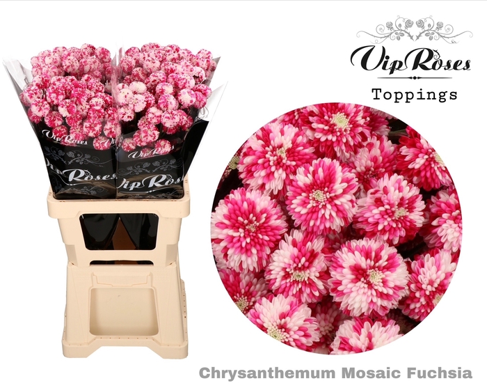 <h4>Chr T Mosaic Fuchsia</h4>