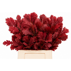 Quercus Preserved Cerise (oak,eik)