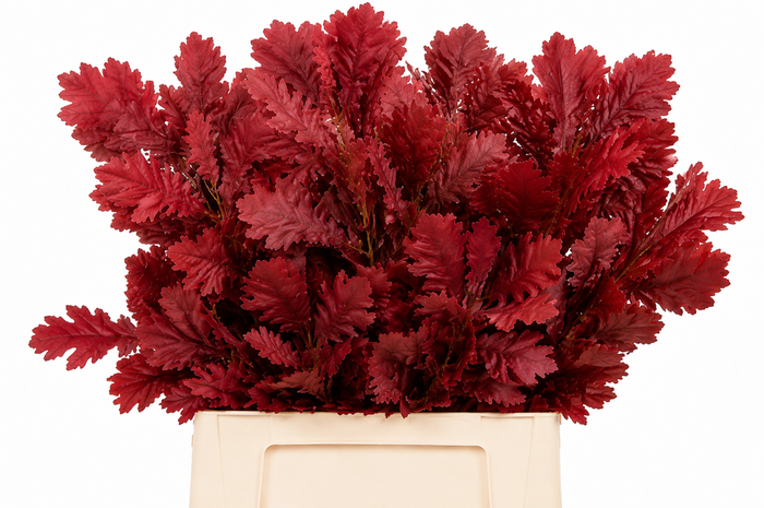 <h4>Quercus Preserved Cerise (oak,eik)</h4>