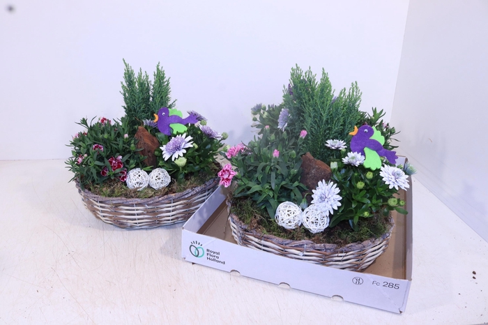 <h4>ARR TUINPLANTEN</h4>