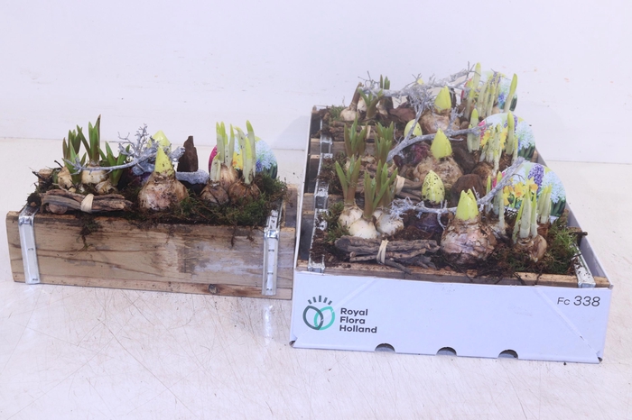 <h4>ARR BOL KNOLGEWAS</h4>