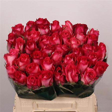 <h4>R Gr Nicoletta</h4>