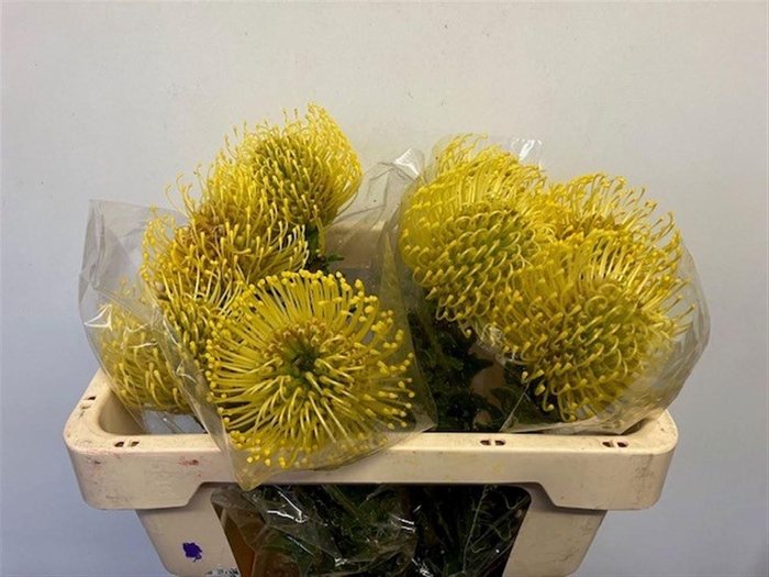 <h4>LEUCO CO HIGH GOLD</h4>