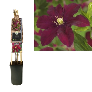 Clematis 'Niobe' +3.0 label