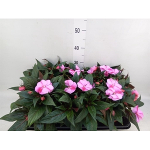 Impatiens NG 'ColPow Lavender Flam'