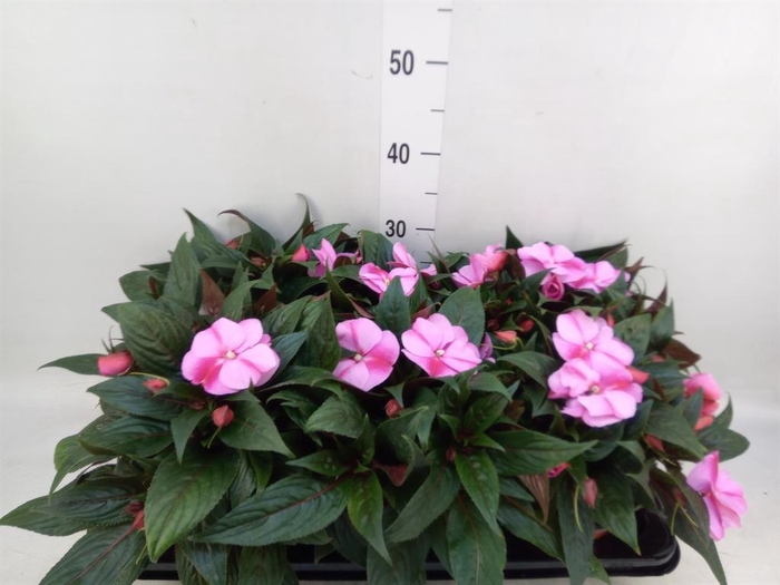 <h4>Impatiens NG 'ColPow Lavender Flam'</h4>