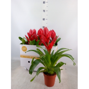 Vriesea  'Venga'
