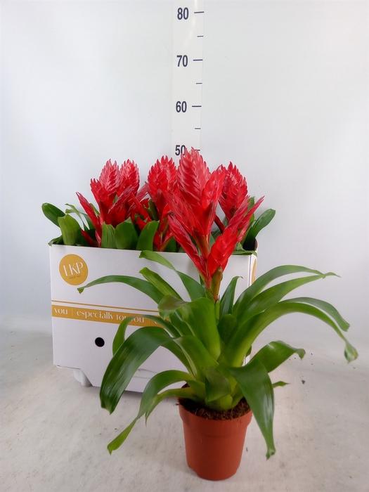 <h4>Vriesea  'Venga'</h4>