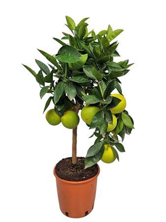 <h4>Citrus Sinensis Aranchio Stem</h4>