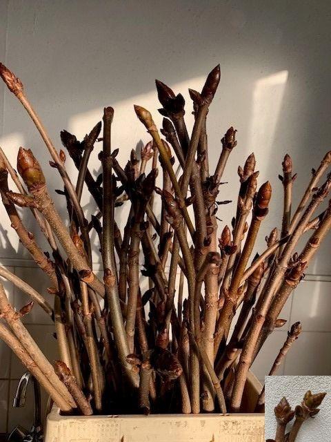 <h4>AESCULUS HIPPOC TAK</h4>