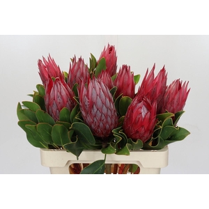 Protea Cynaroides Madiba