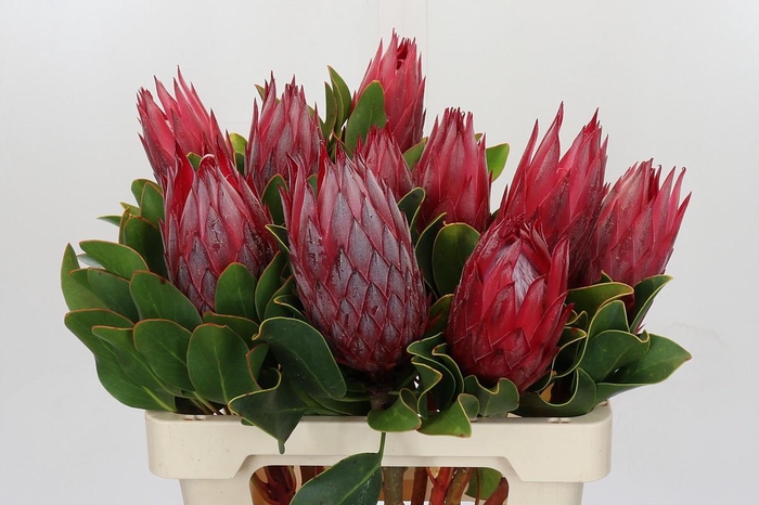Protea Cynaroides Madiba