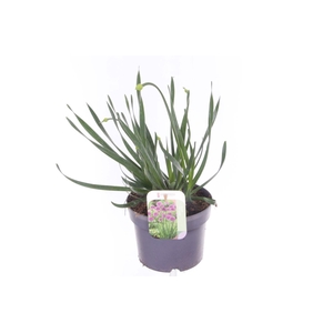 Allium millenium
