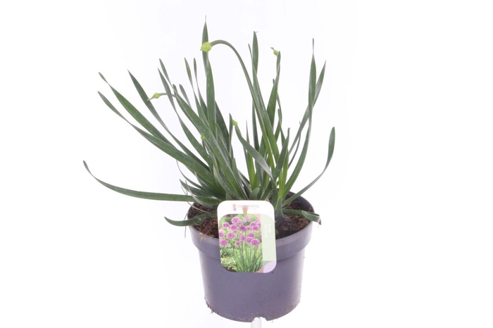 <h4>Allium millenium</h4>