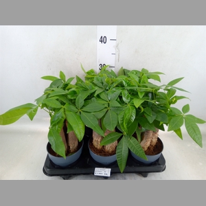 Pachira aquatica