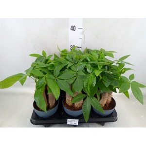 Pachira aquatica