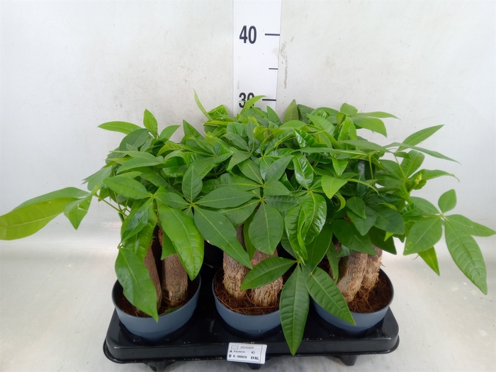 <h4>Pachira aquatica</h4>