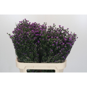 Aster Baby Pink