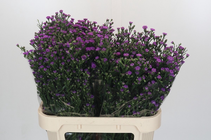 Aster Baby Pink