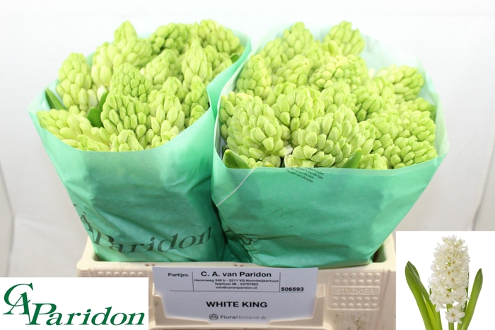 <h4>HYAC WHITE KING</h4>