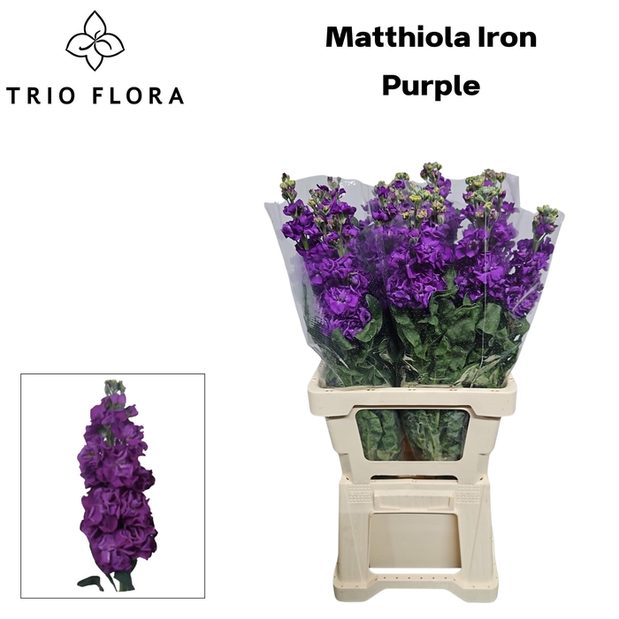 <h4>MATTH IRON PURPLE 996</h4>