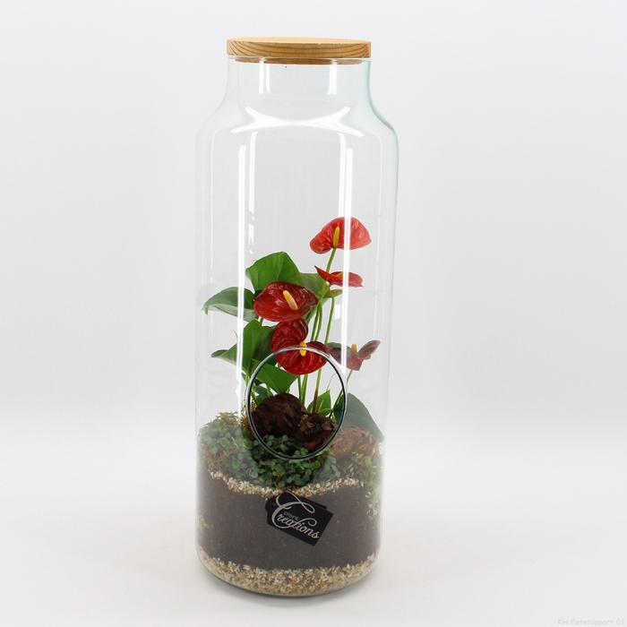 ANCR-2340 Anthurium creatie terrarium