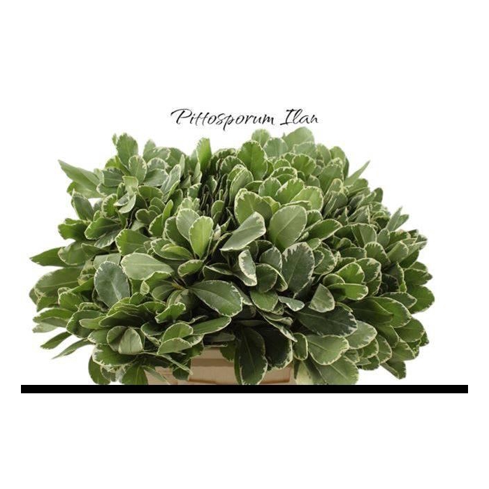 <h4>PITTOSP TO ILAN</h4>