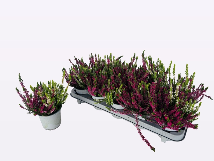 <h4>CALLU WIBOS TWIN</h4>