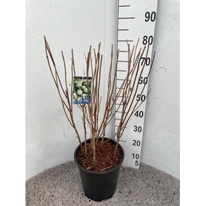 Hydrangea arb. Annabelle 60-80 cm struik P28 C10