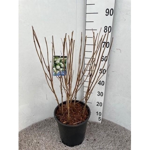 Hydrangea arb. Annabelle 60-80 cm struik P28 C10