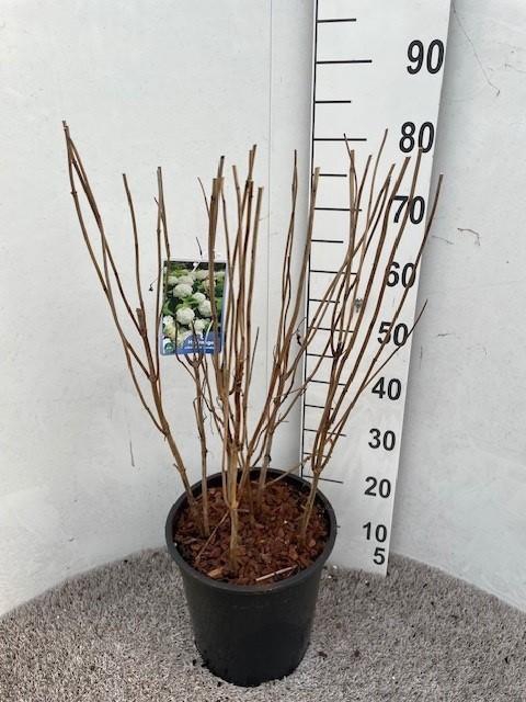 <h4>Hydrangea arb. Annabelle 60-80 cm struik P28 C10</h4>