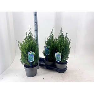 JUNI CH STRICTA