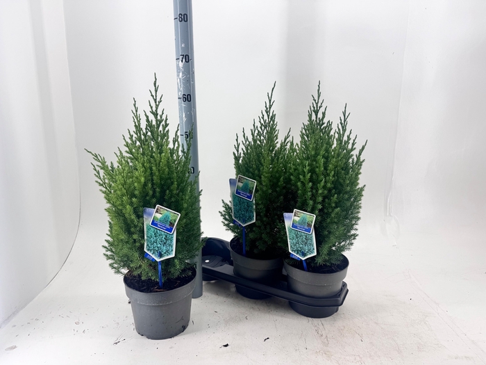 <h4>JUNI CH STRICTA</h4>