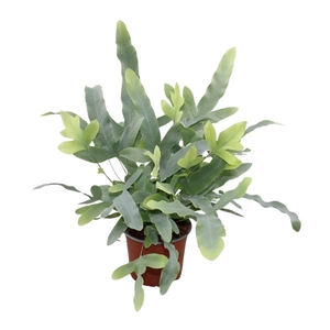 Phlebodium aureum 'Blue Star'
