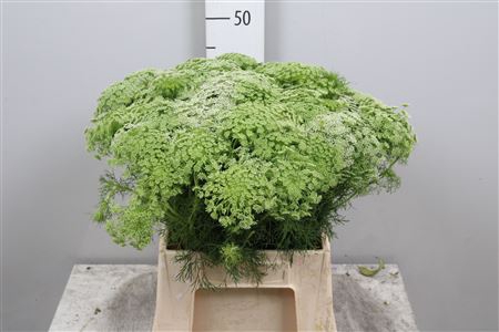 <h4>Ammi Visnaga</h4>