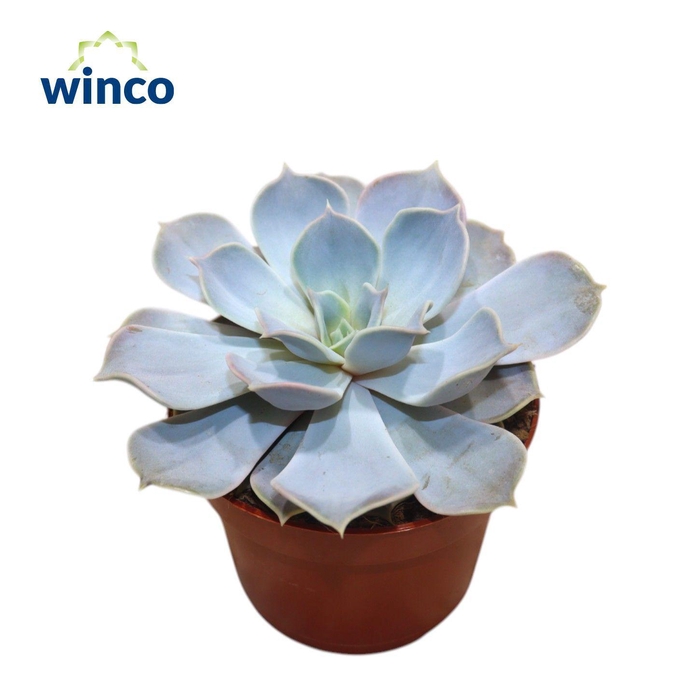 <h4>Echeveria Lilacina</h4>