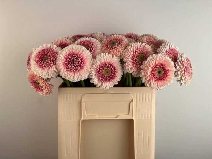 <h4>GE MB POM CAMILLA</h4>