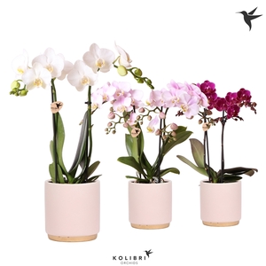 Kolibri Orchids Phalaenopsis mix 2 spike in Gold Foot pot pink