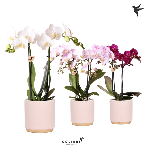 <h4>Kolibri Orchids Phalaenopsis mix 2 spike in Gold Foot pot pink</h4>