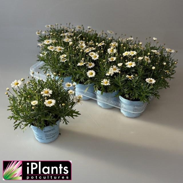 <h4>Arg La Rita C White</h4>